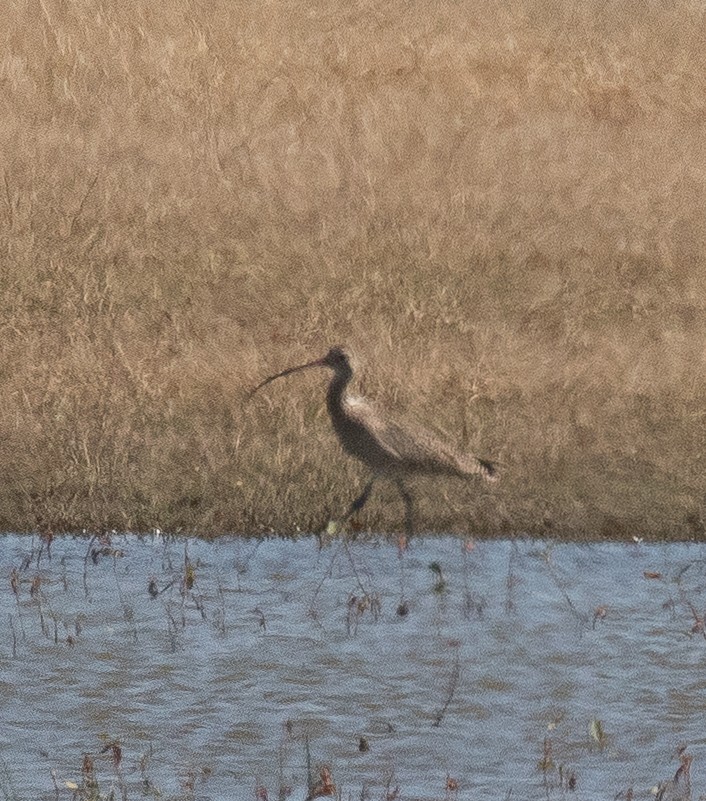 Long-billed Curlew - ML25059001