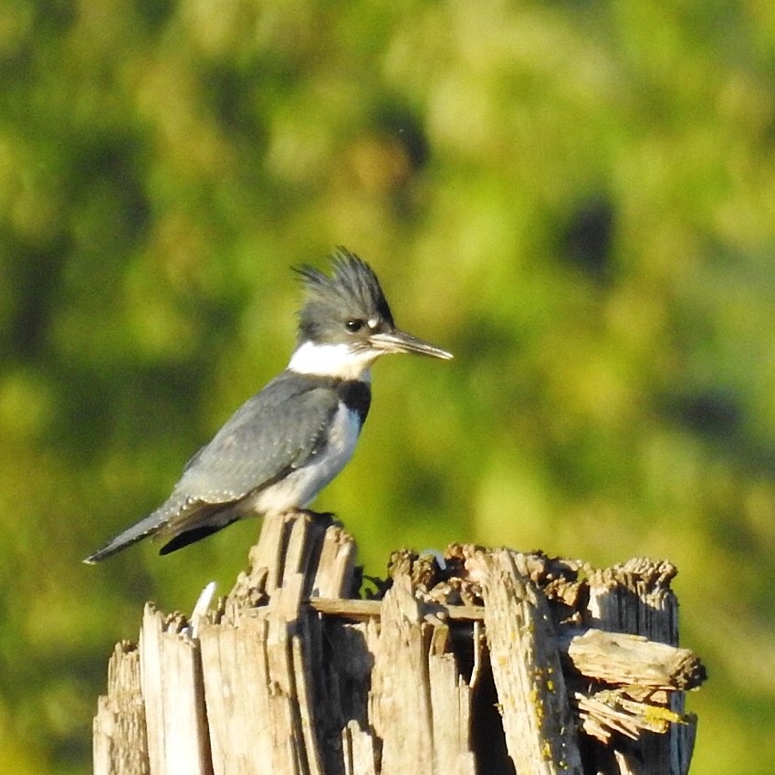 Belted Kingfisher - ML250590741
