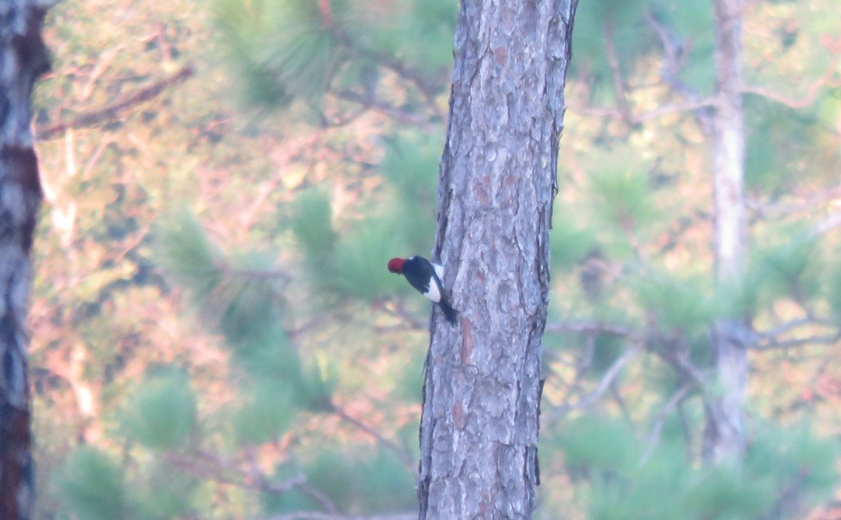 Red-headed Woodpecker - ML250591281