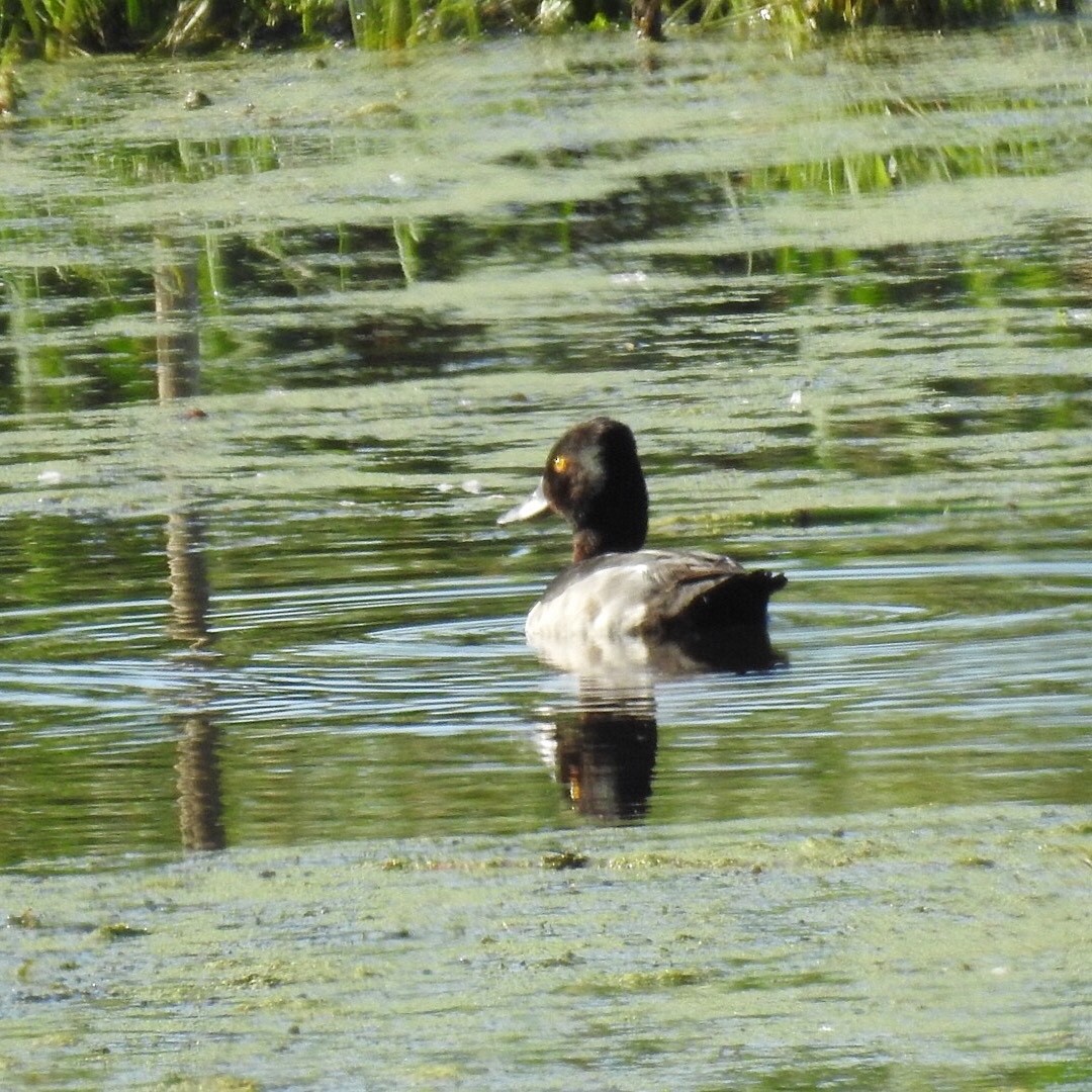 Ring-necked Duck - ML250591721