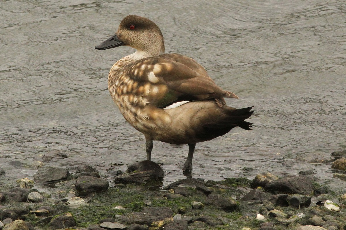 Crested Duck - ML25059551