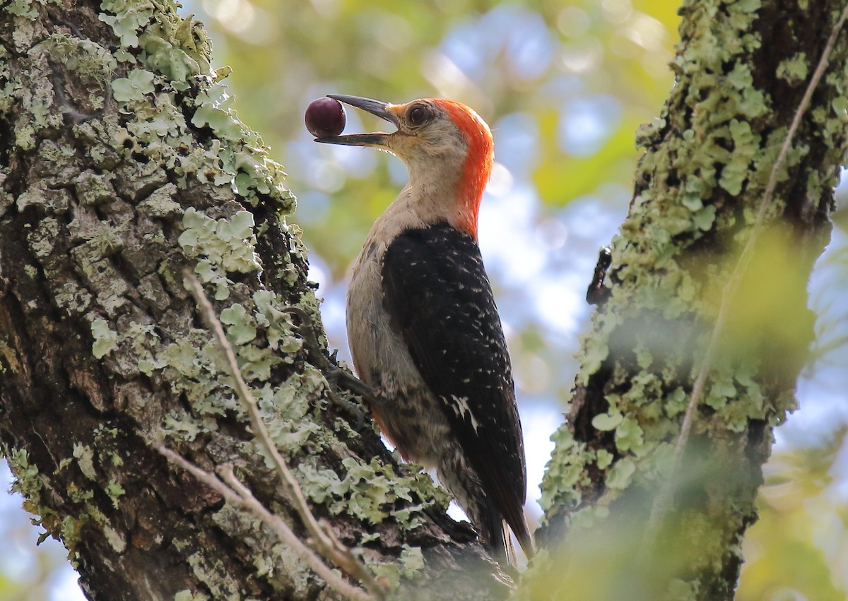 Red-bellied Woodpecker - ML250596601