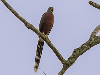  - Long-tailed Hawk