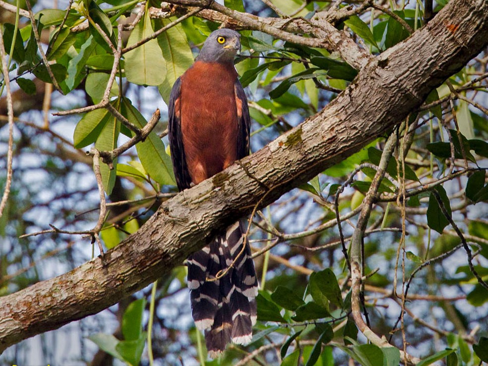 Long-tailed Hawk - Lars Petersson | My World of Bird Photography