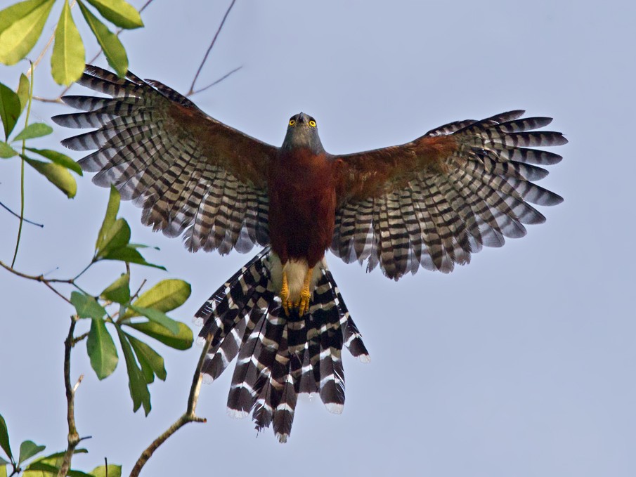 Long-tailed Hawk - Lars Petersson