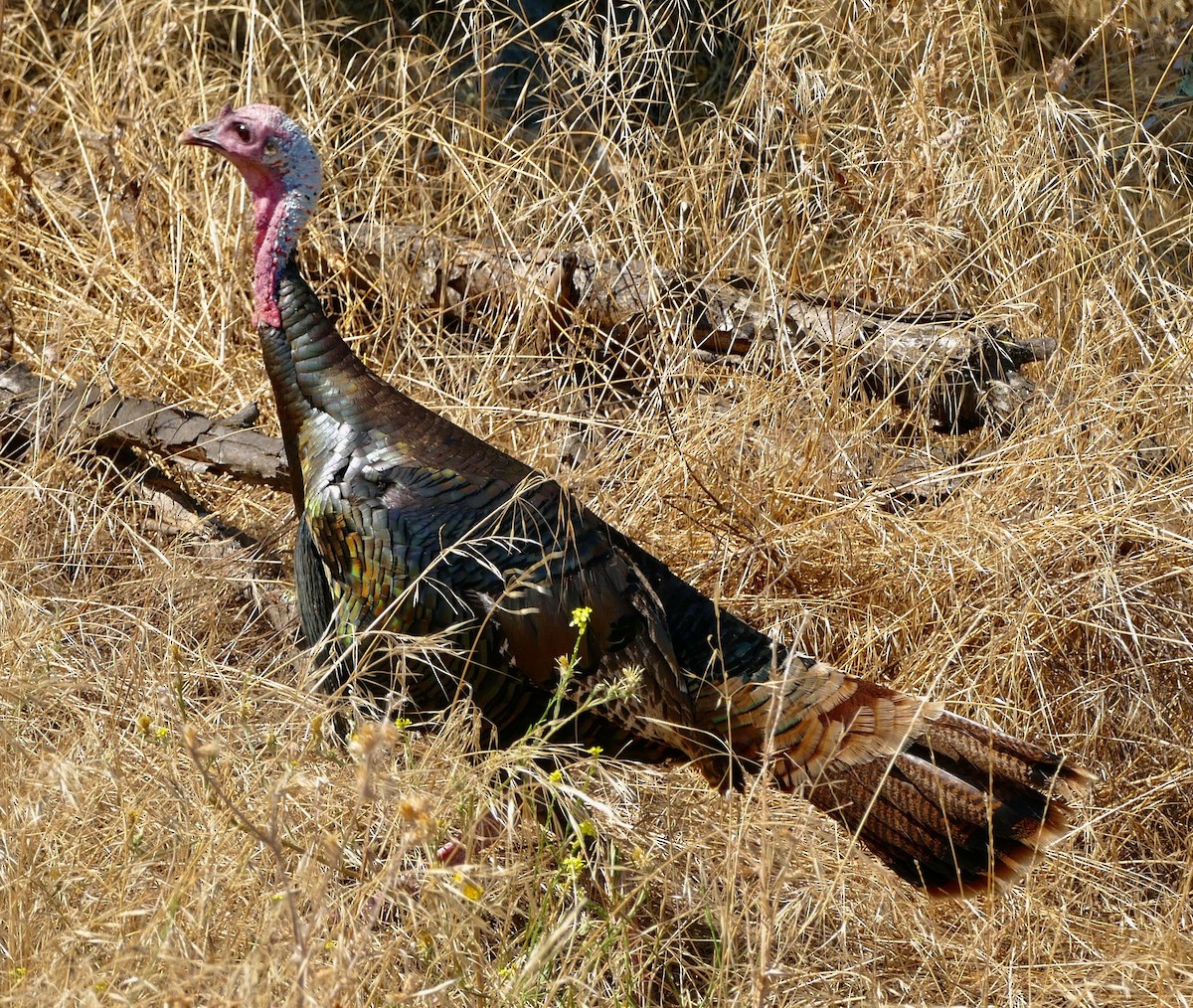 Wild Turkey - Susan Goodrich