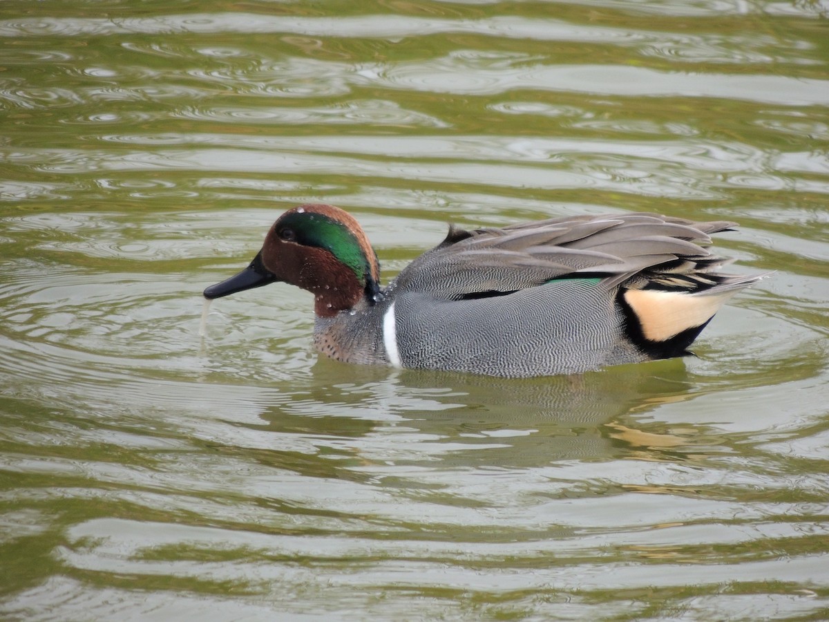 Green-winged Teal - ML25060611