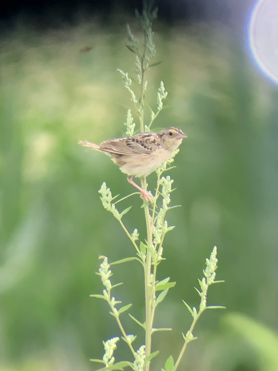 Grasshopper Sparrow - ML250606391