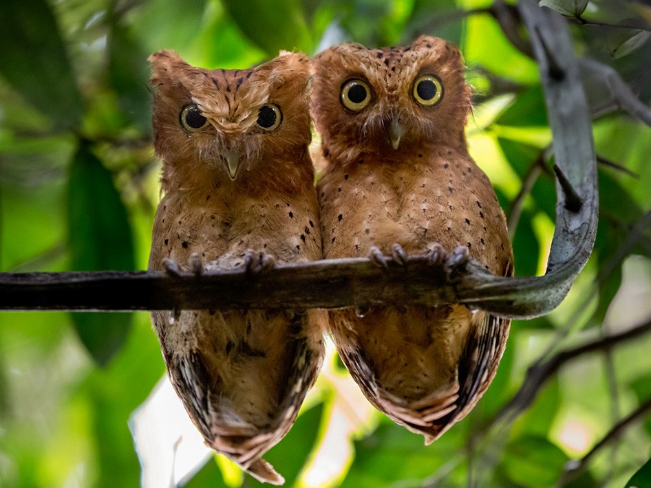 Sokoke Scops-Owl - Lars Petersson | My World of Bird Photography