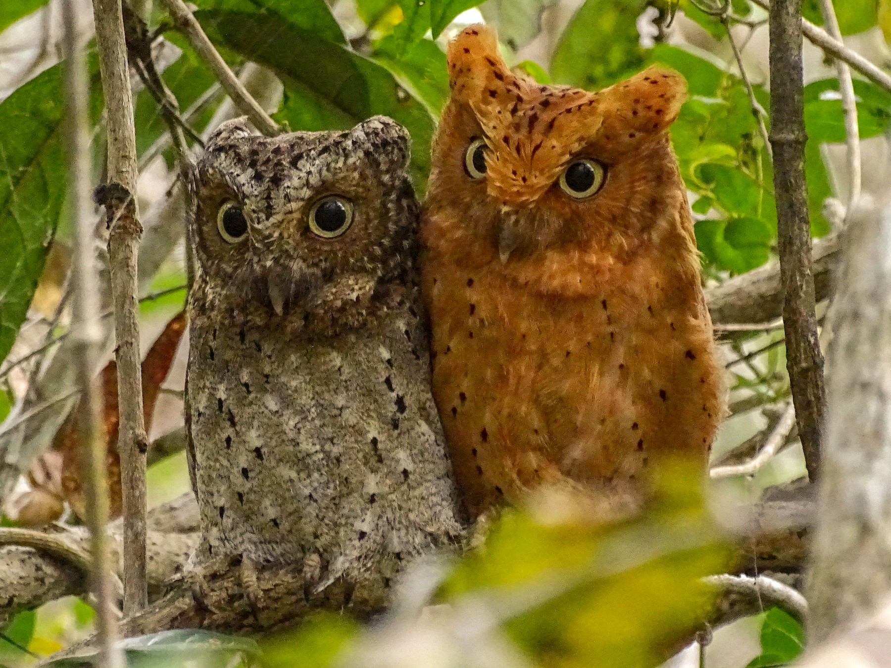 Sokoke Scops-Owl - Doris  Schaule