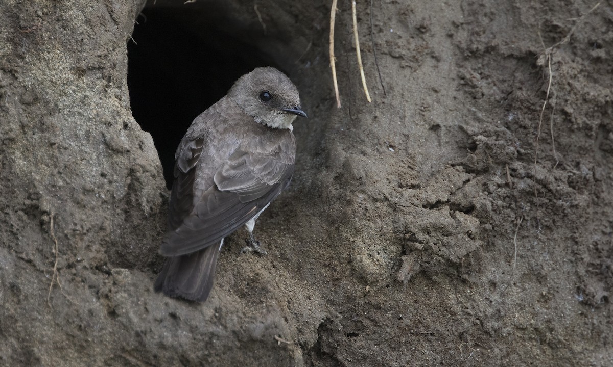 Northern Rough-winged Swallow - ML250610981