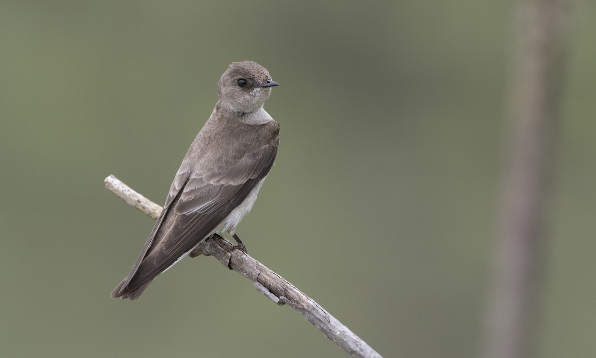 Northern Rough-winged Swallow - ML250611171