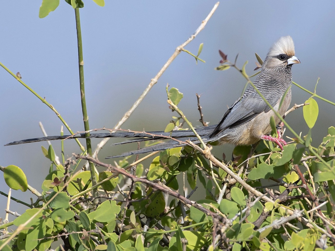 White-headed Mousebird - Debra Herst