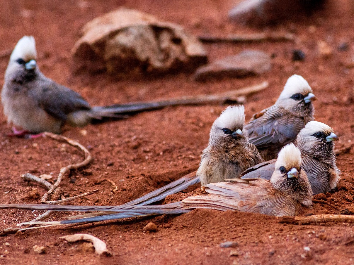 White-headed Mousebird - Robert Tizard