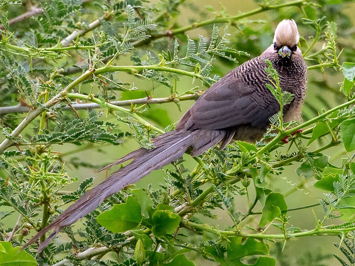 Pájaro ratón cabeciblanco - eBird