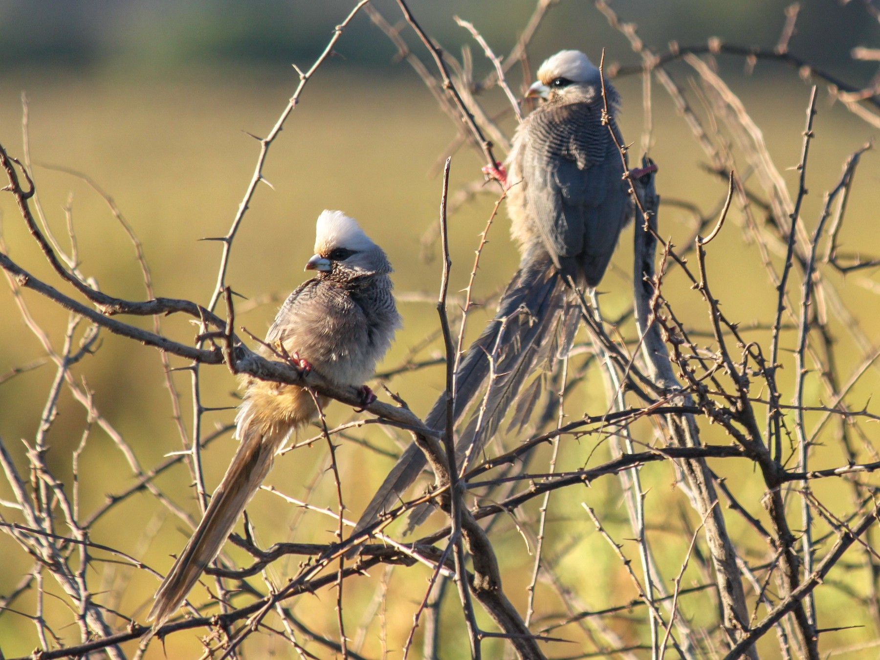 White-headed Mousebird - Daniel Patrick