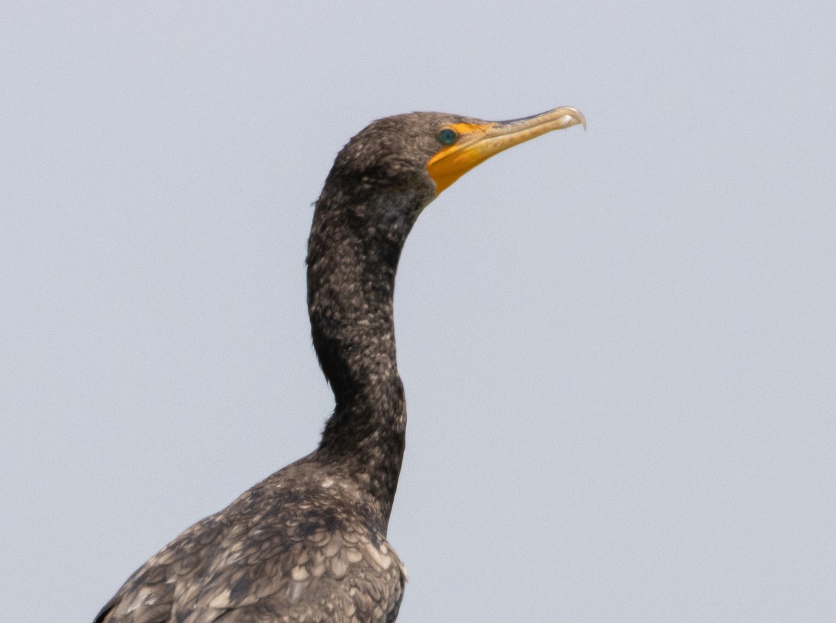Double-crested Cormorant - Liam Huber