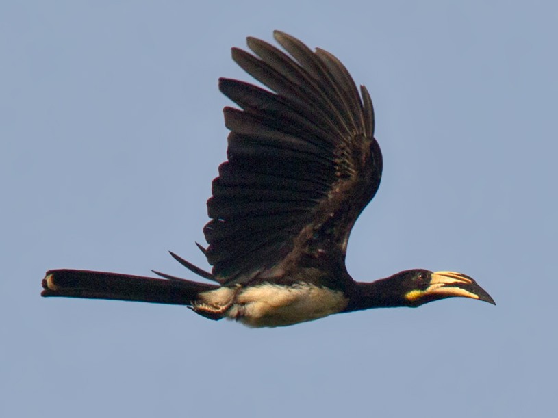 African Pied Hornbill - Lars Petersson