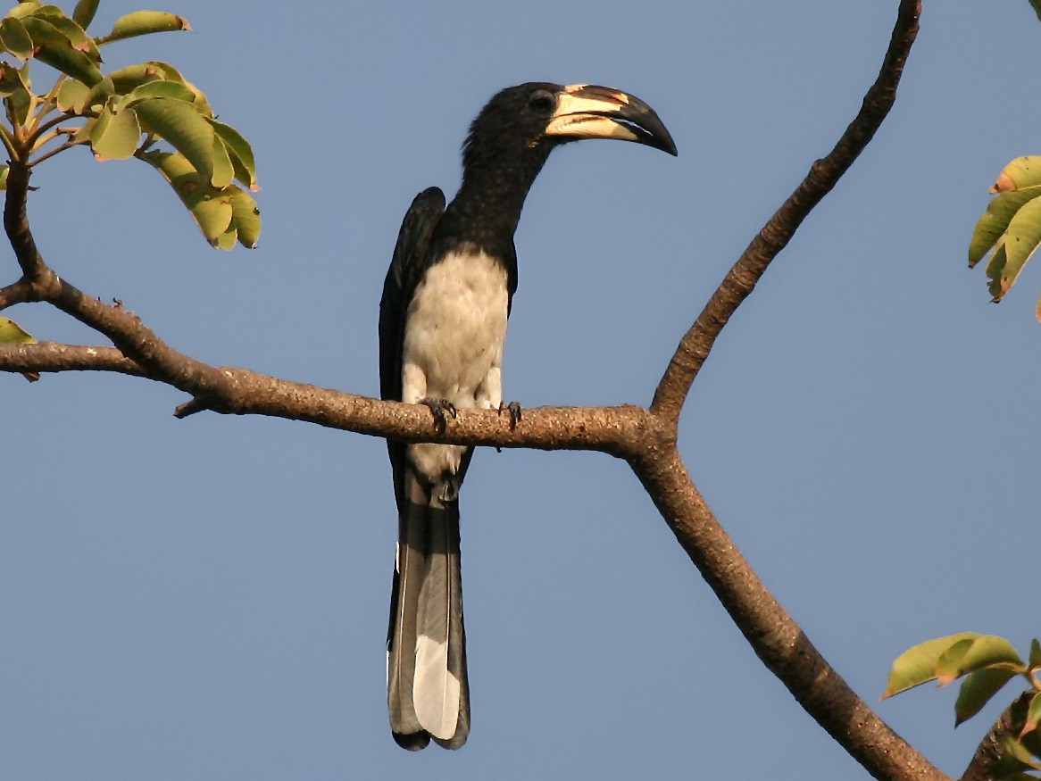 African Pied Hornbill - Eduardo Soler