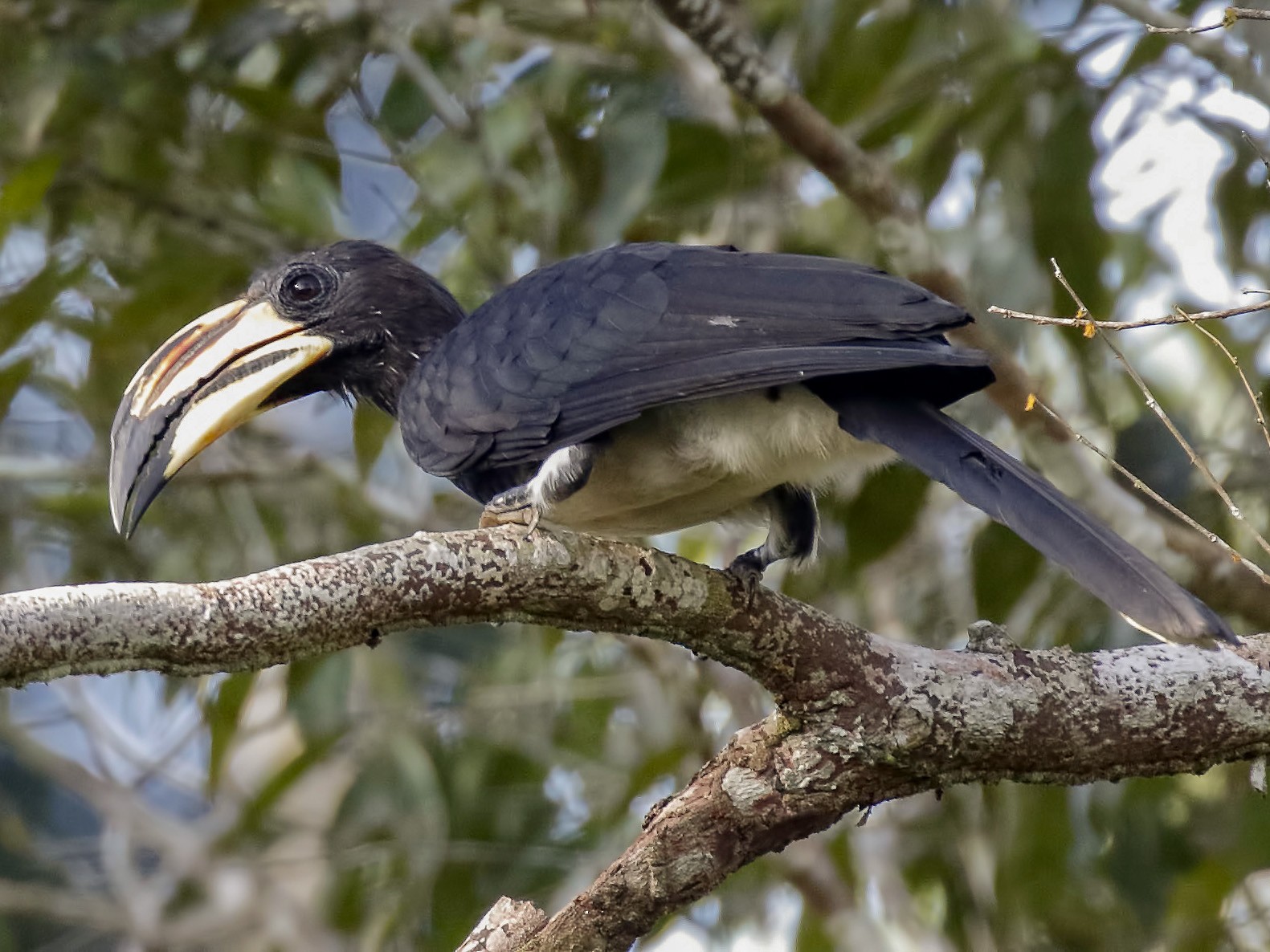 African Pied Hornbill - Dave Curtis