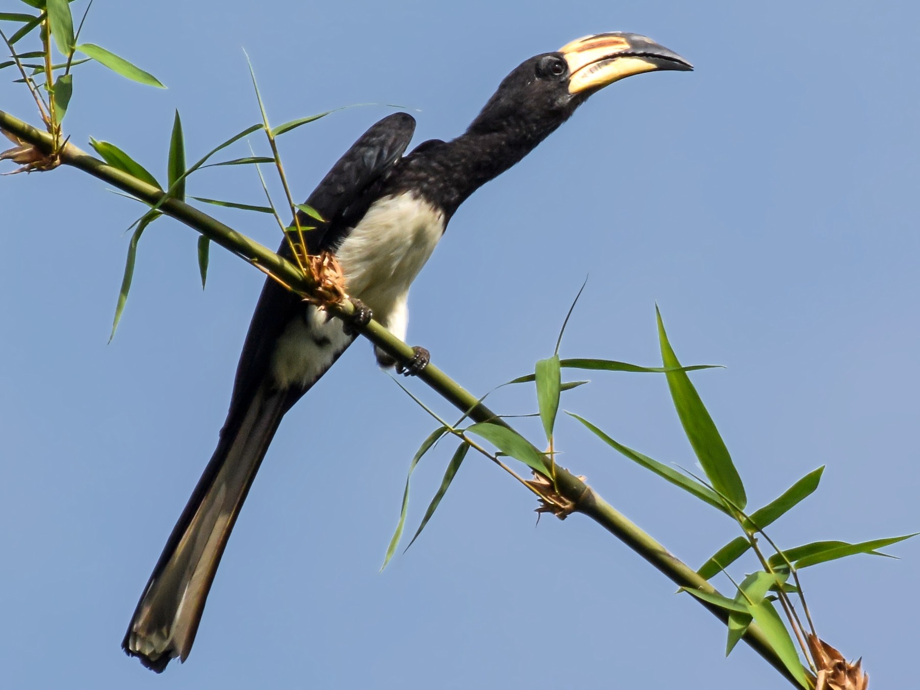 シロクロコサイチョウ - eBird