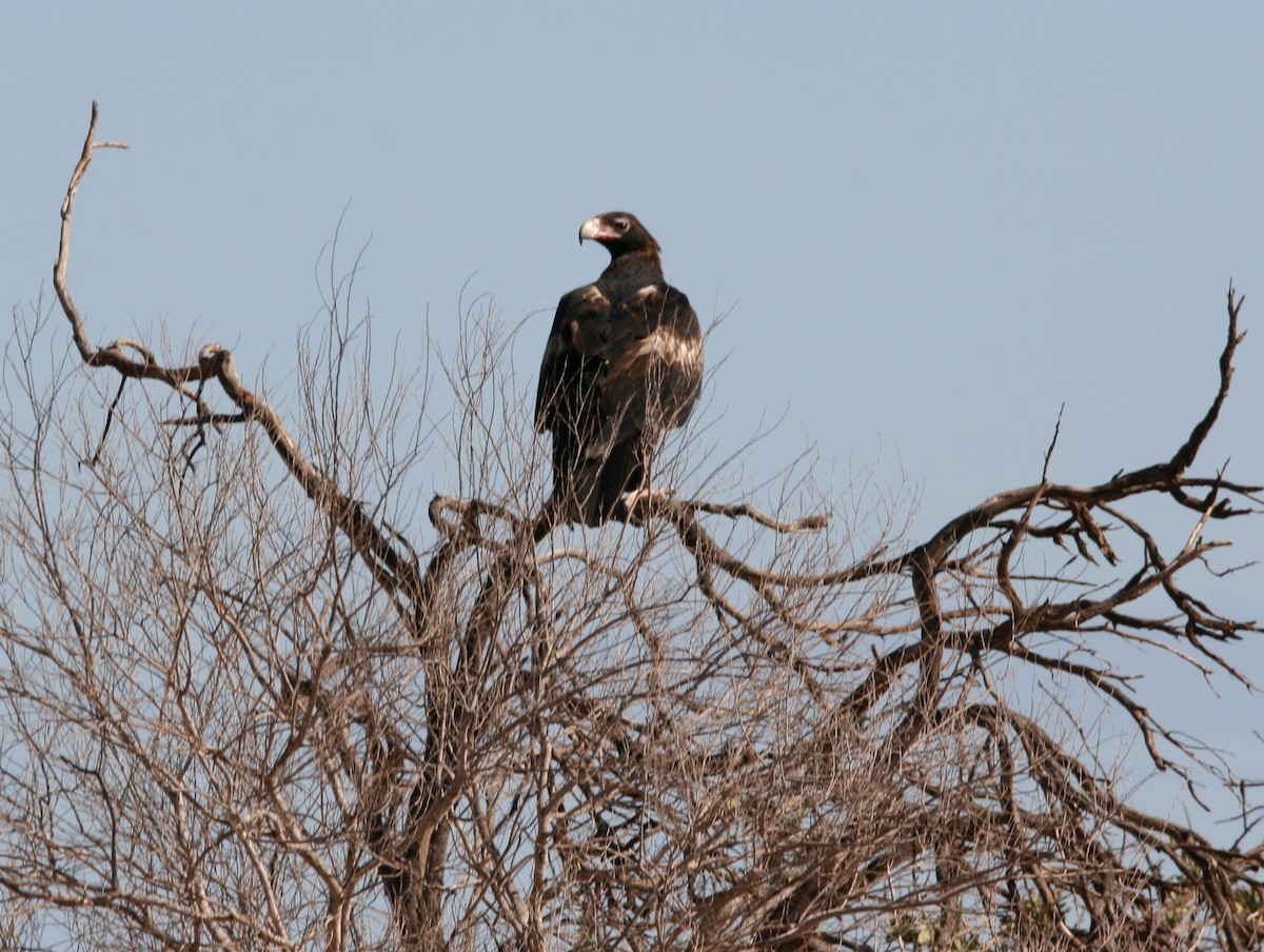 Wedge-tailed Eagle - ML250621011