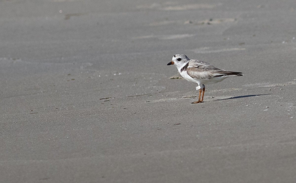 Piping Plover - ML250622141