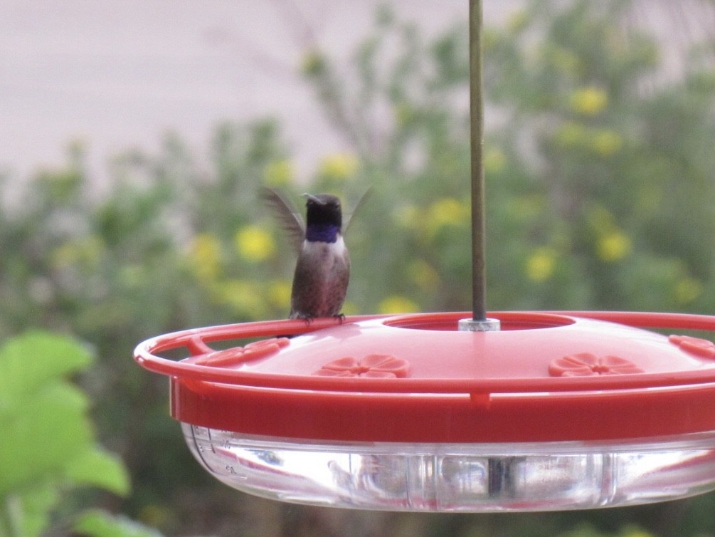 Black-chinned Hummingbird - ML250624271