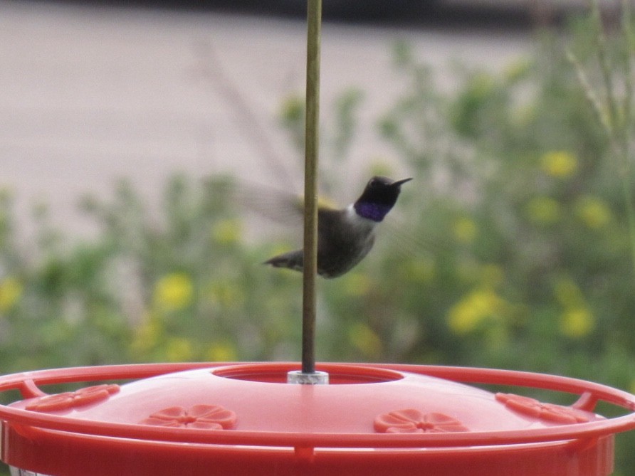 Black-chinned Hummingbird - ML250624281