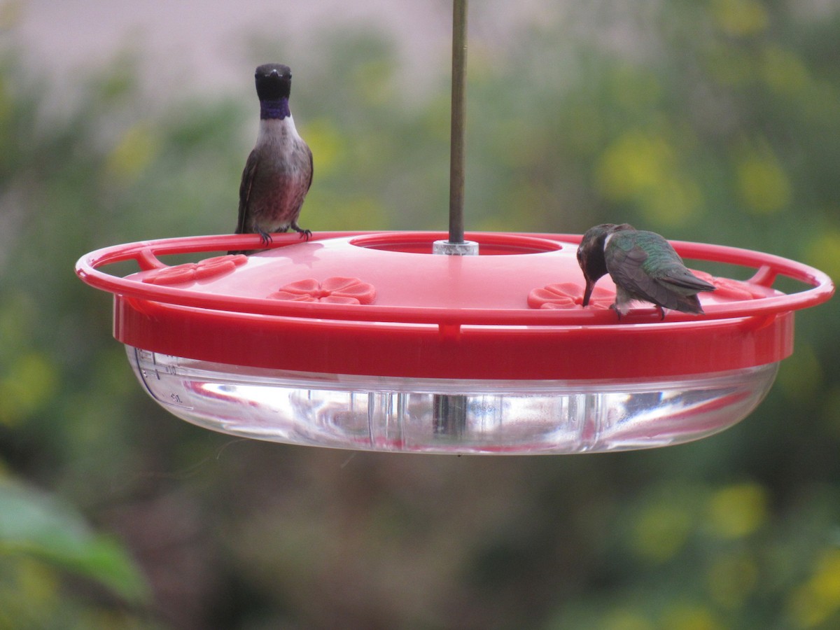 Black-chinned Hummingbird - ML250624291