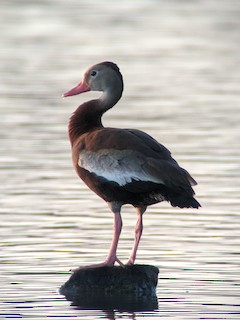 Black-bellied Whistling-Duck, ML250627281