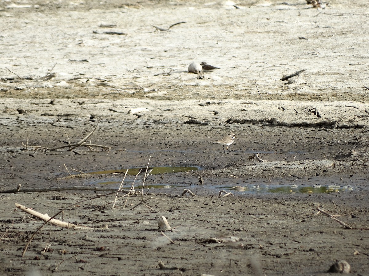 Semipalmated Plover - ML250627921