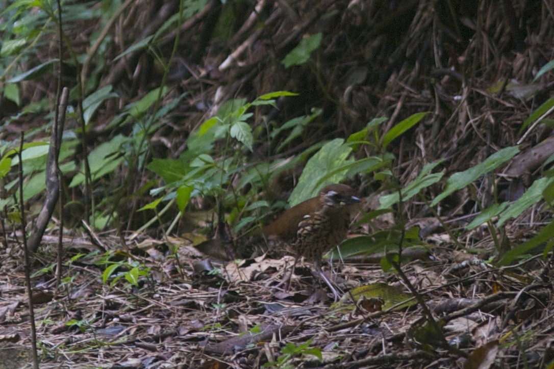 Rufous-tailed Antthrush - ML250630411