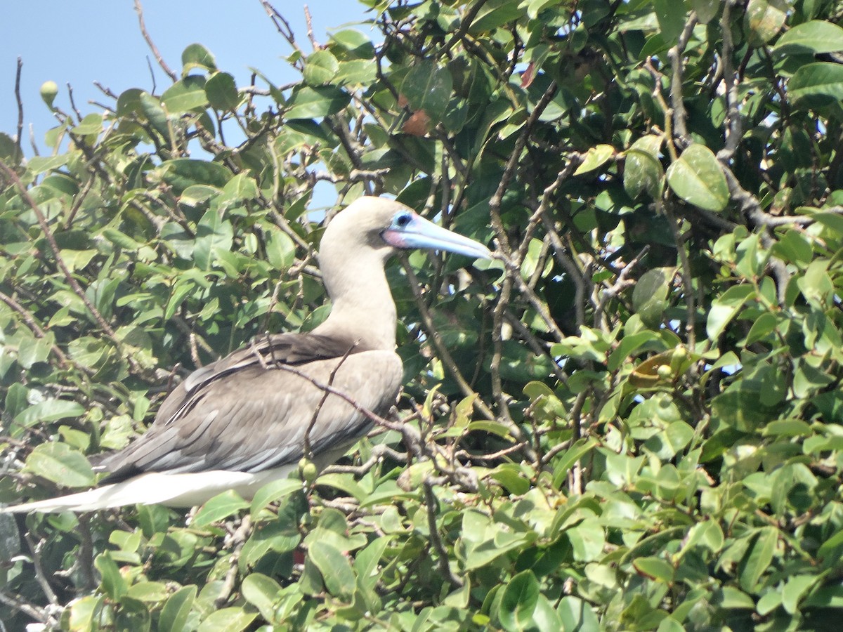 Red-footed Booby - Kenrith Carter