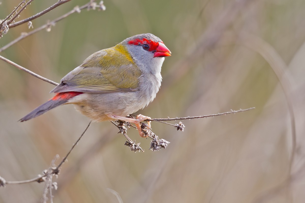 Red-browed Firetail - ML250633531