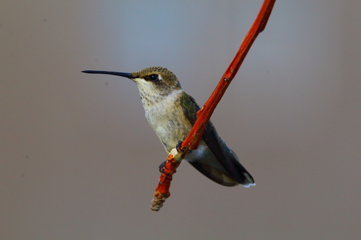 Black-chinned Hummingbird - ML250635431