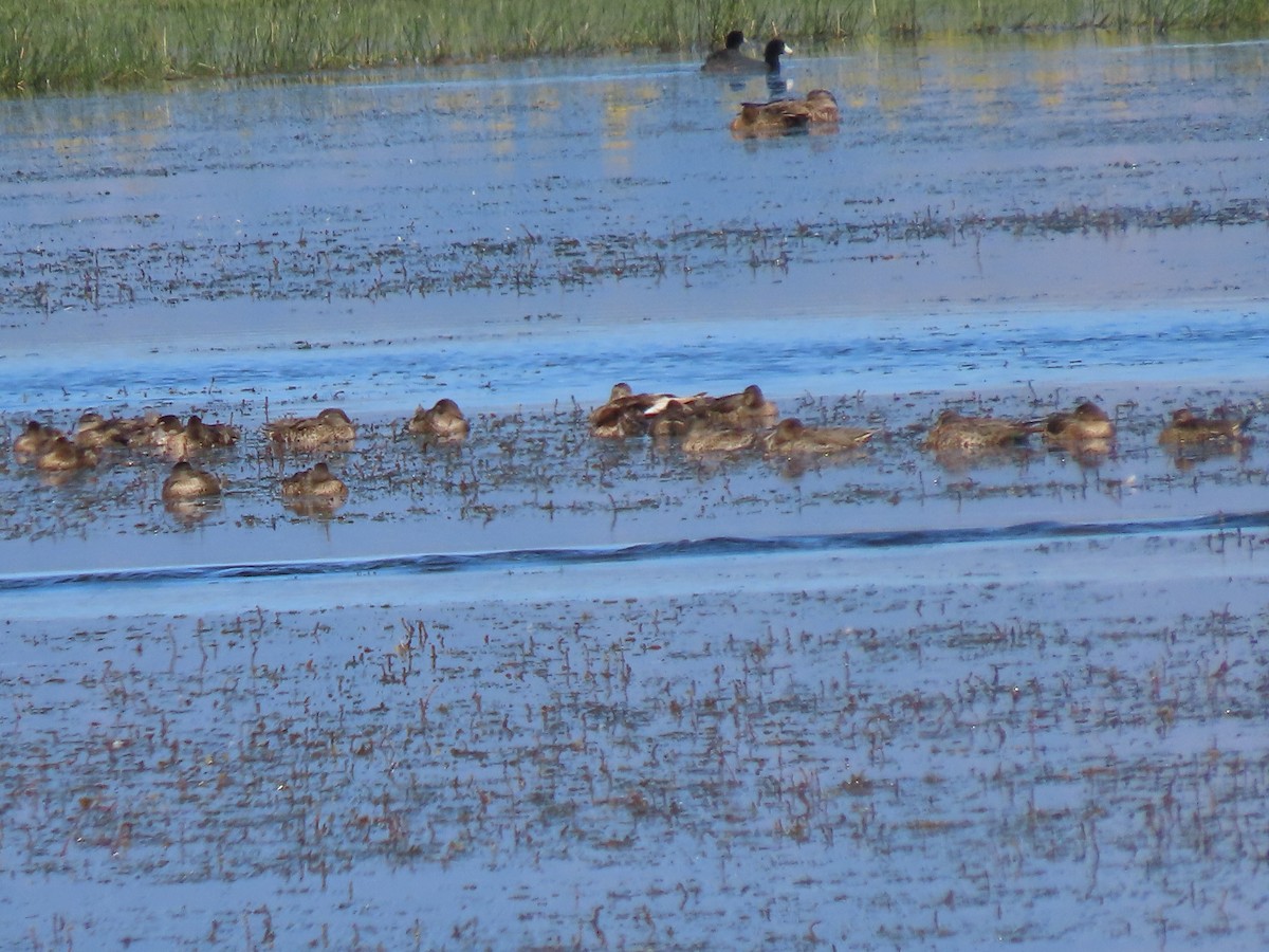 Green-winged Teal - ML250639331