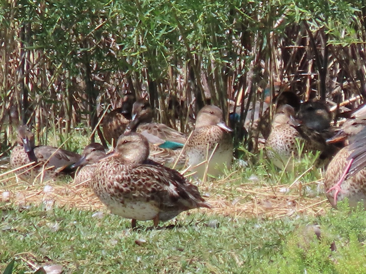 Green-winged Teal - ML250639371