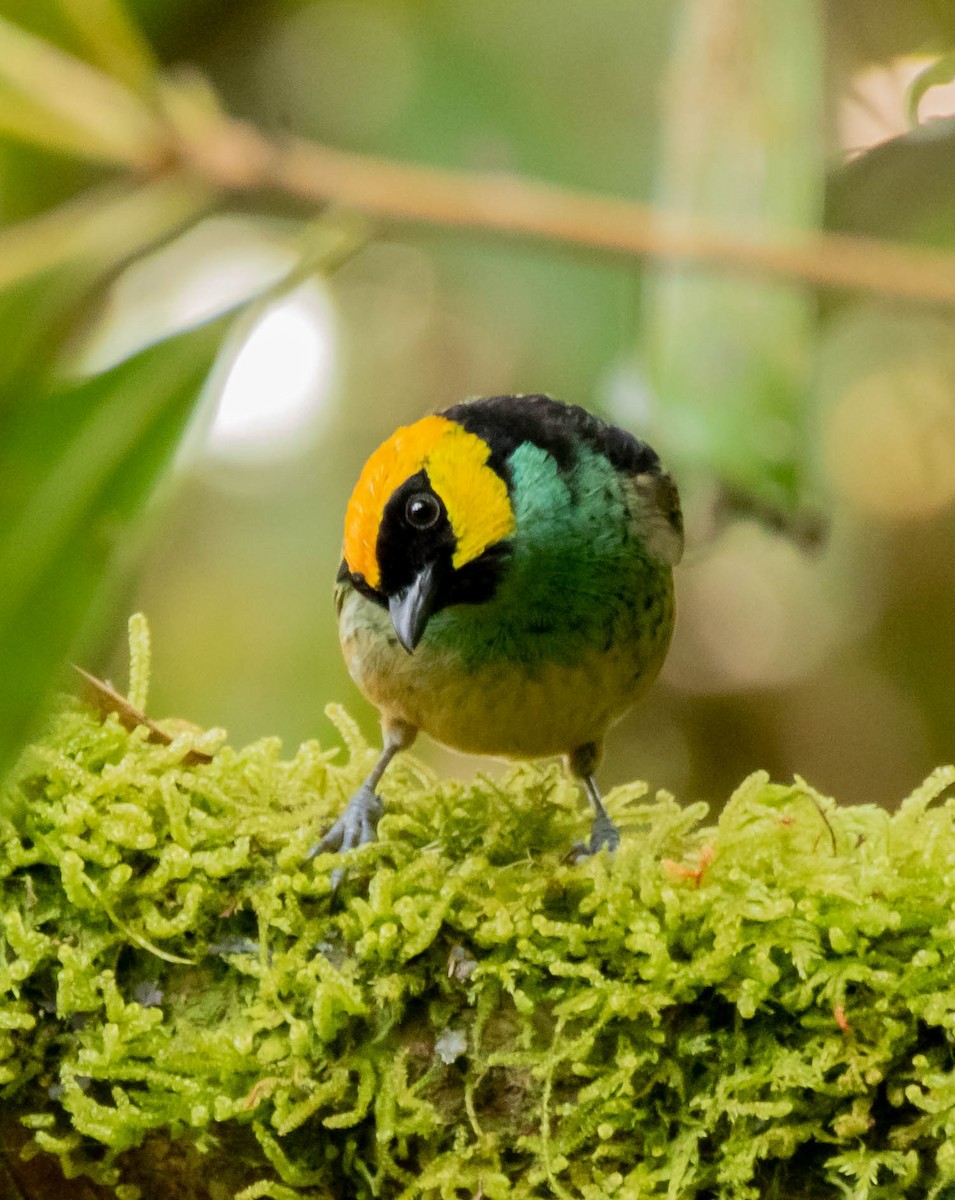 Saffron-crowned Tanager - ML250648371
