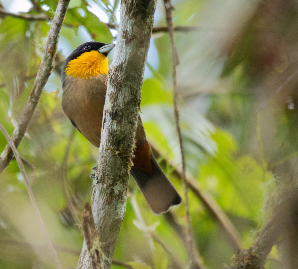 Yellow-throated Tanager - ML250648761