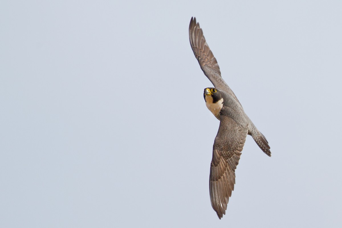 Peregrine Falcon - Mat Gilfedder