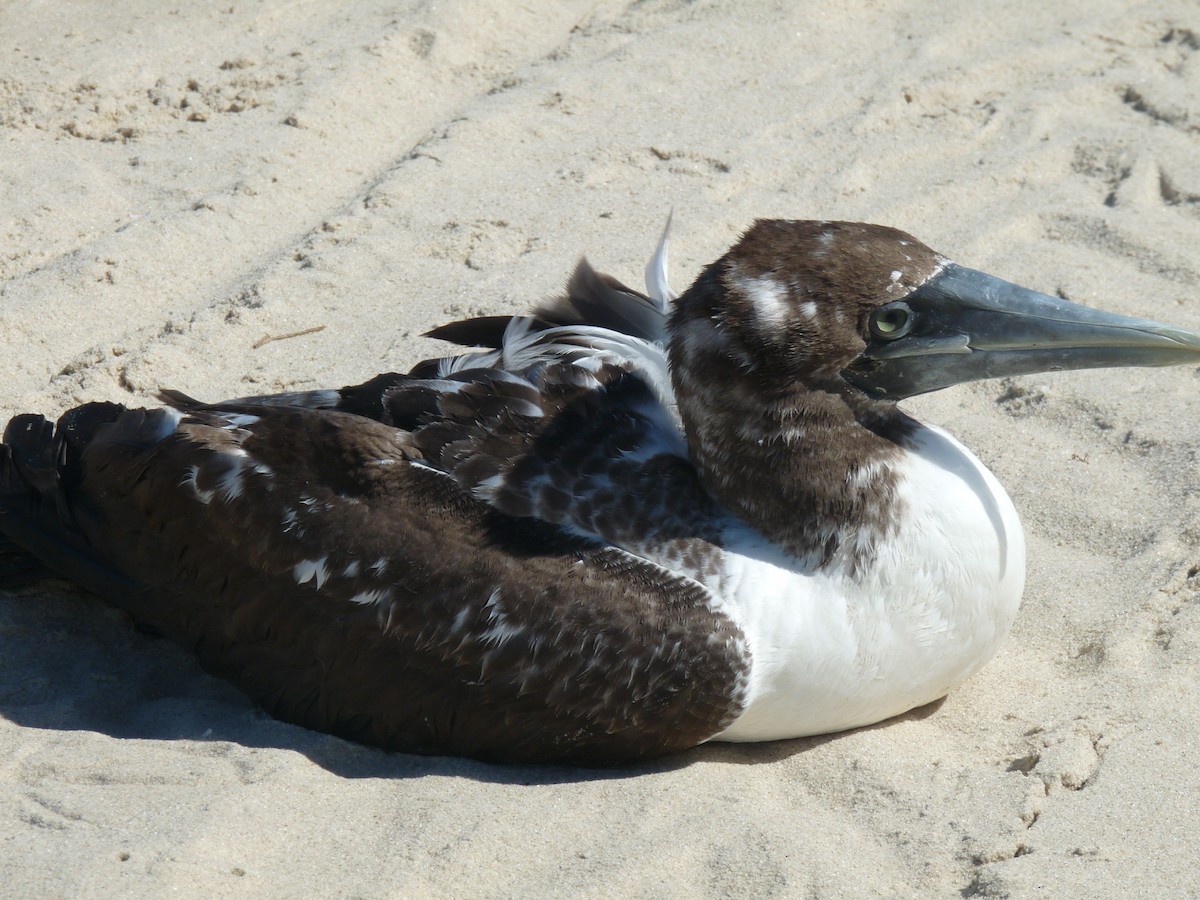 Masked Booby - ML250654761