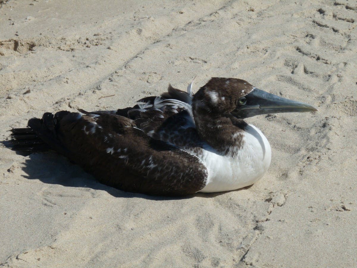 Masked Booby - ML250654801
