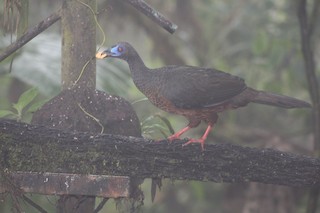 Sickle-winged Guan, ML250660101