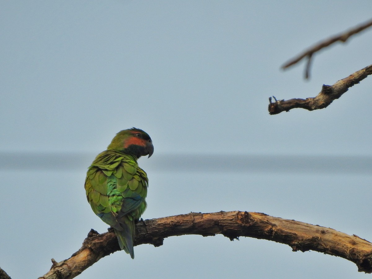 Long-tailed Parakeet - Yasin Chumaedi