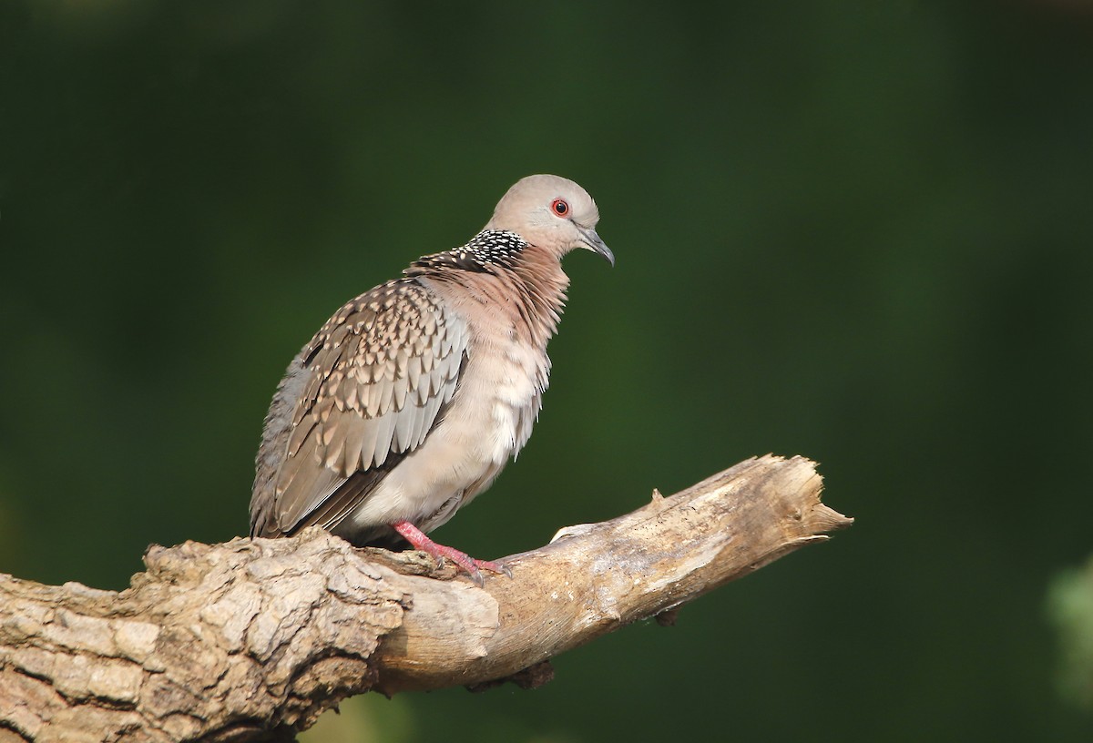 Spotted Dove - ML250671091
