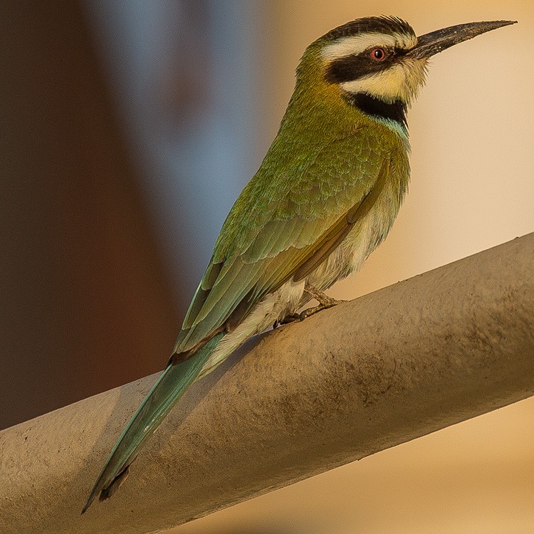 White-throated Bee-eater - www.aladdin .st