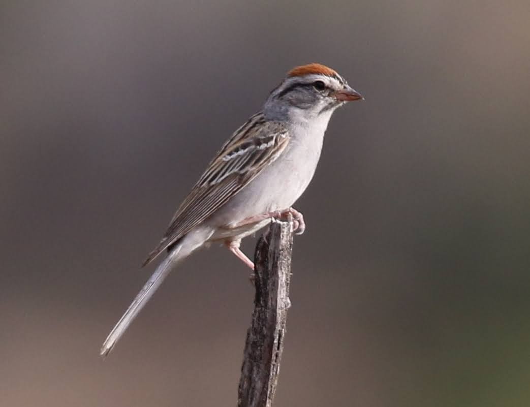 Chipping Sparrow - sam hough