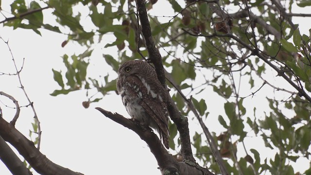 African Barred Owlet - ML250676081