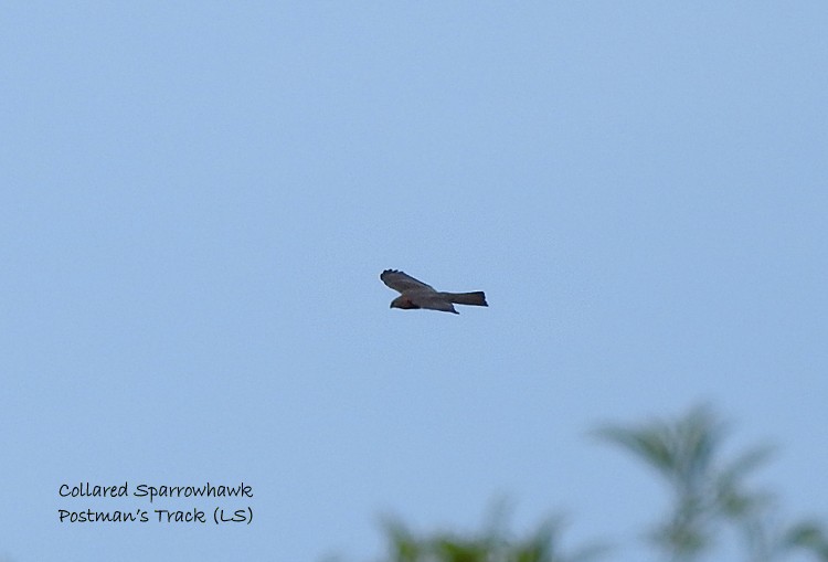 Collared Sparrowhawk - ML250676161